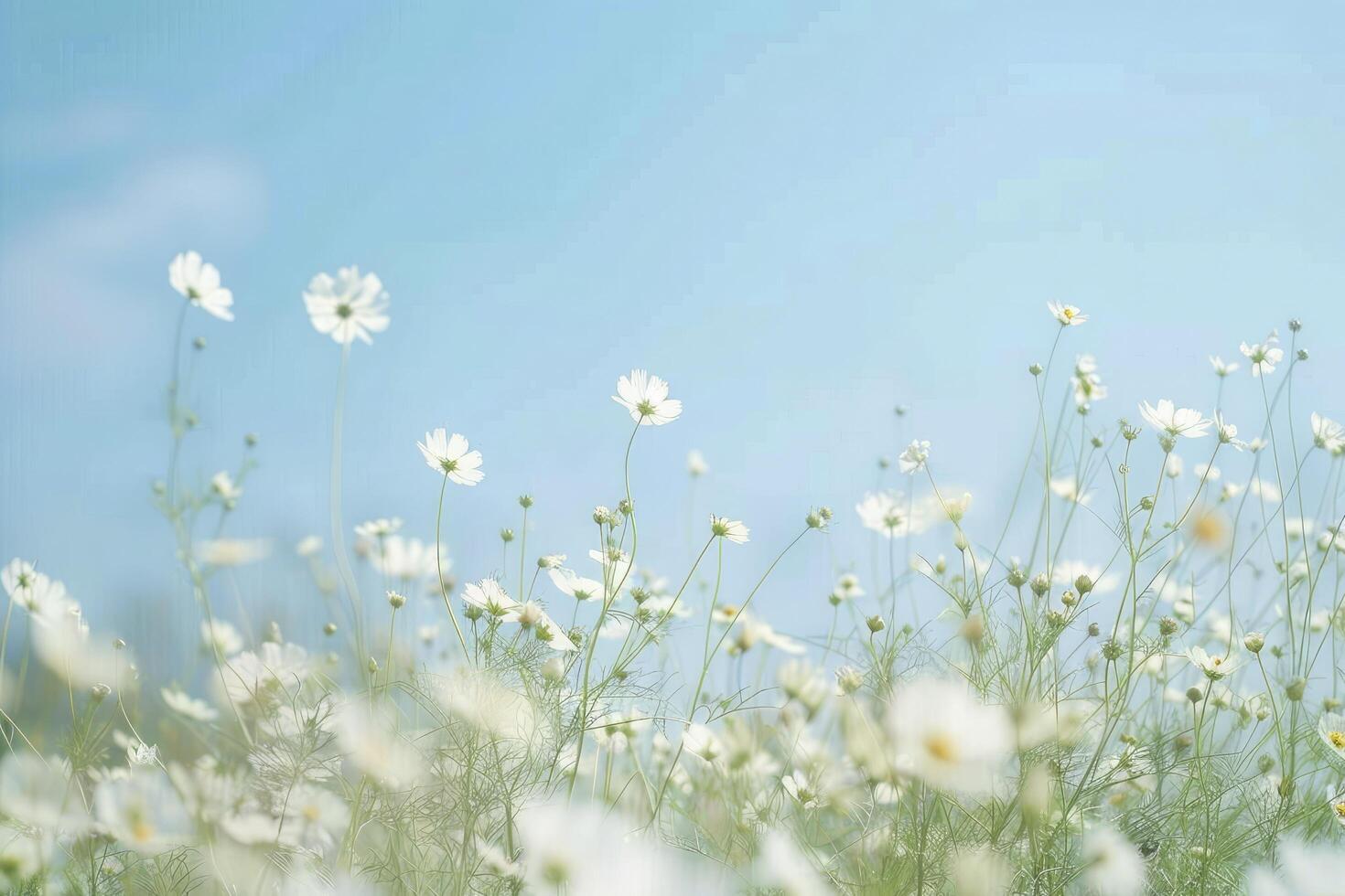 Field with white flowers under the blue sky. photo