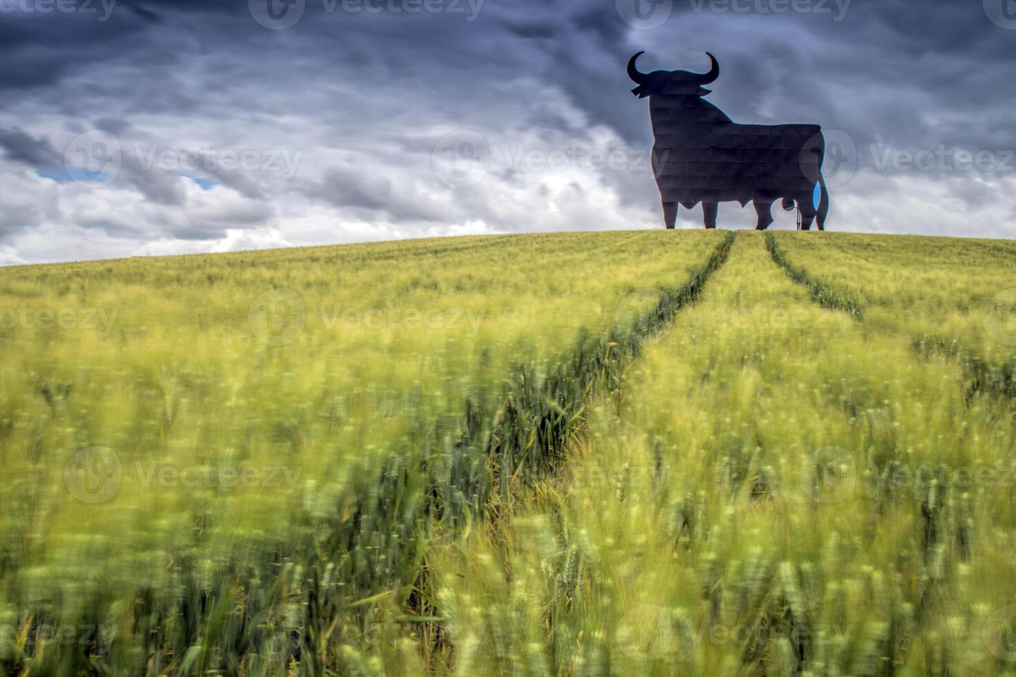 Osborne Bull on a Wheat Field, Spain photo