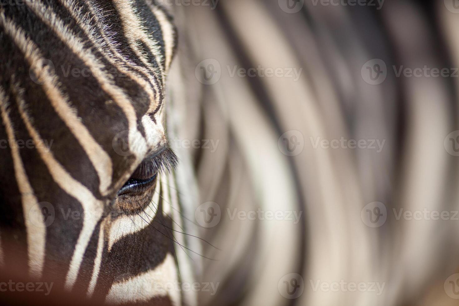 Close Up of Zebra Stripes at Zoologico de Cordoba in Spain photo