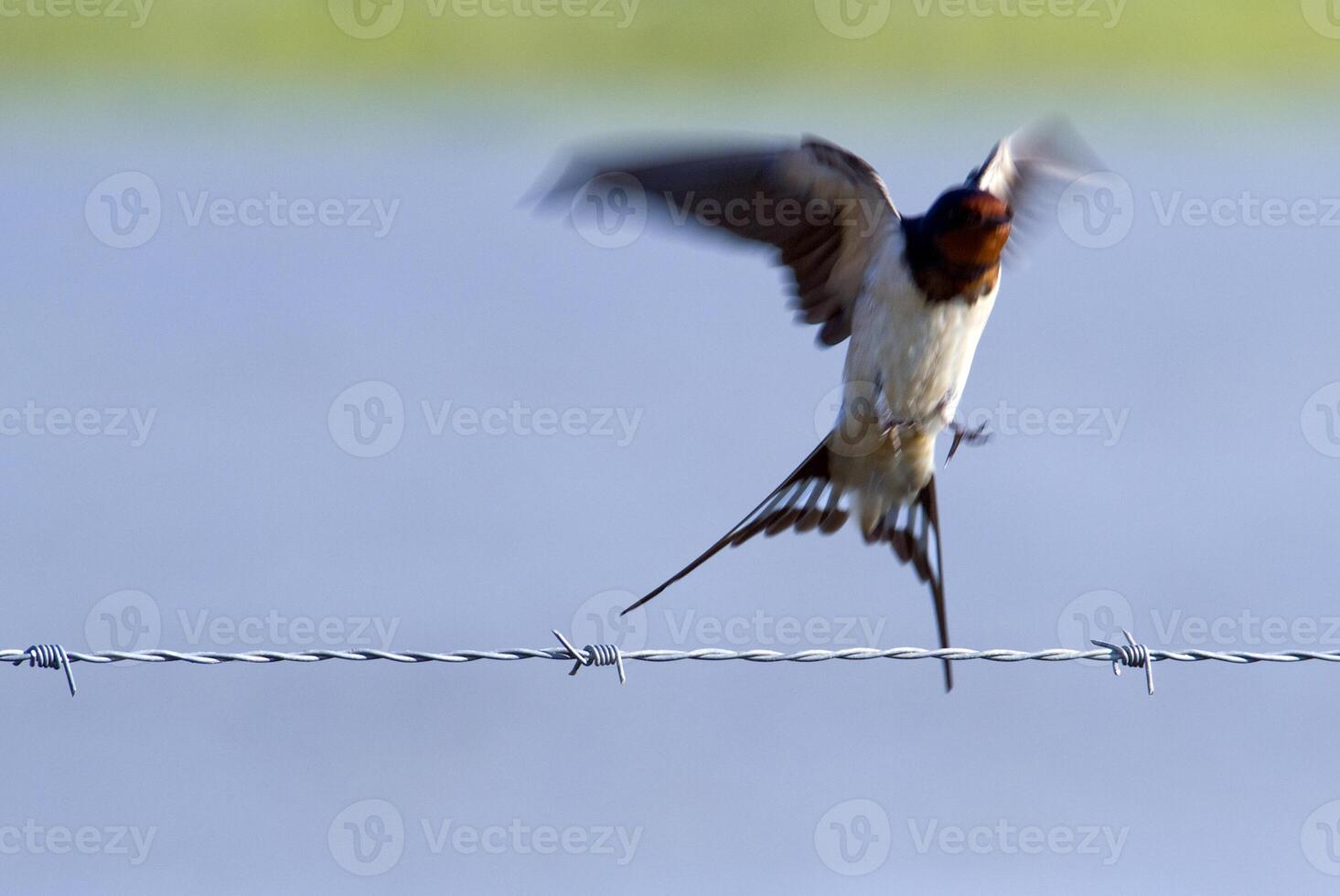 Swallow taking off from a barbed wire, Spain photo