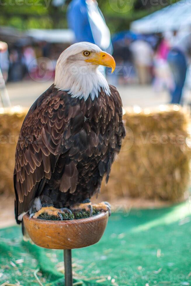 Bald Eagle Perched on Stand at Outdoor Event photo