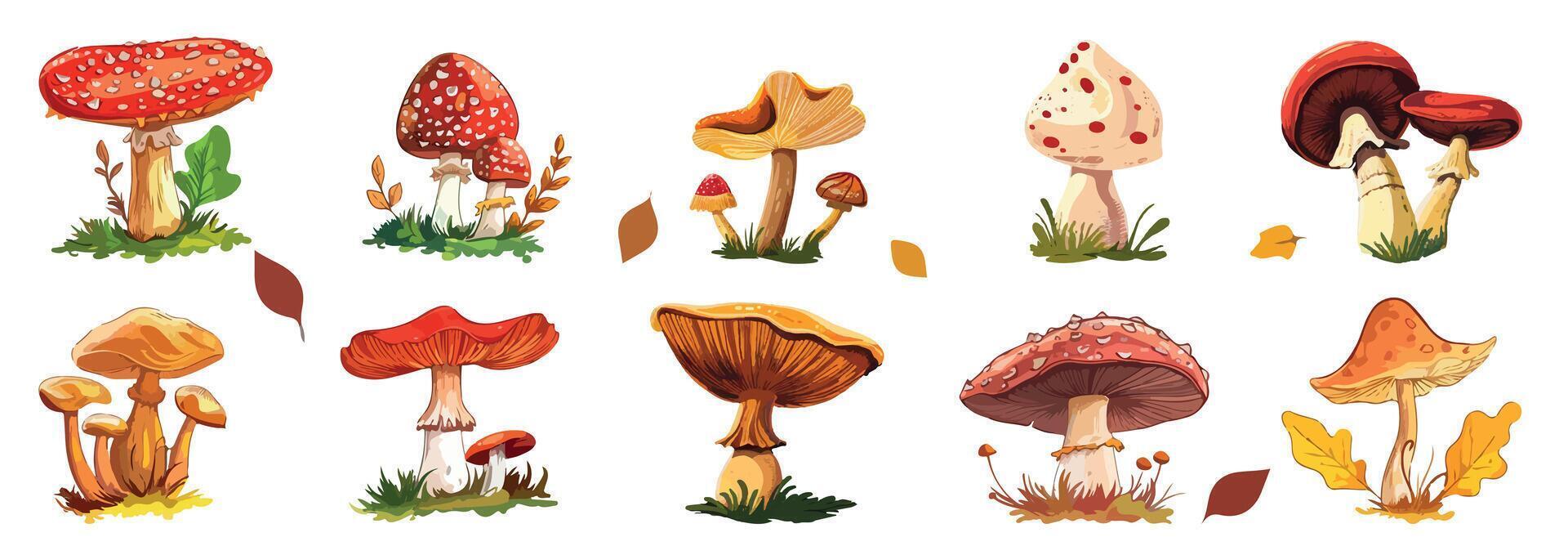 Autumn set of forest edible mushrooms with grass and leaves. Wildlife, autumn, forest concept. vector