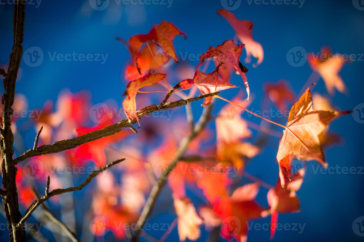 Bright Red Autumn Leaves Against a Clear Blue Sky photo