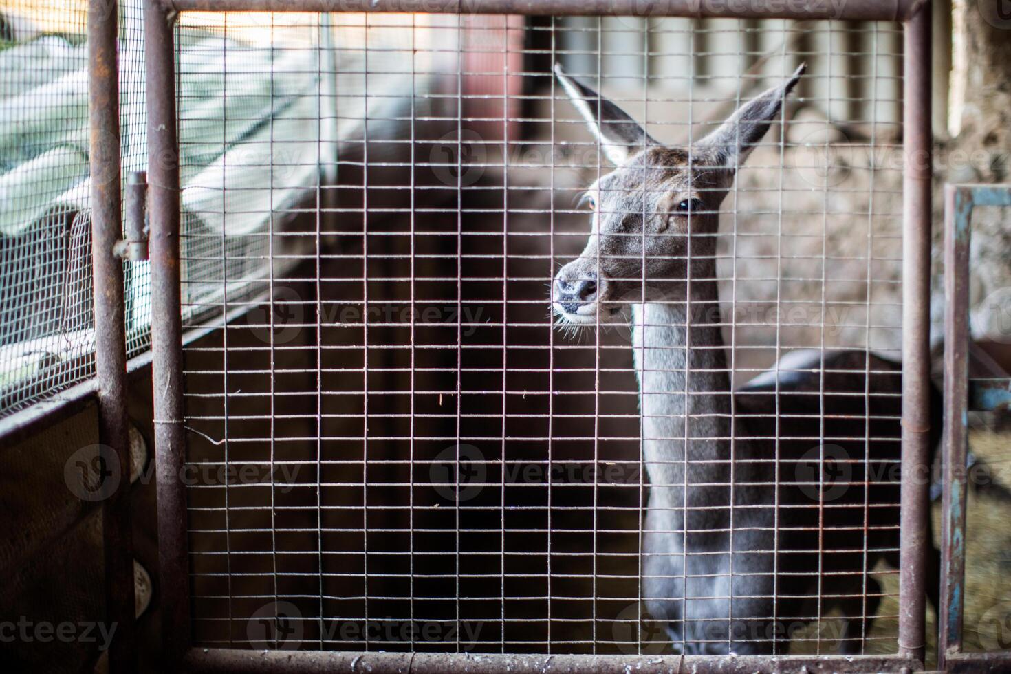 Deer in Enclosure in Sierra Morena, Andalucia, Spain photo
