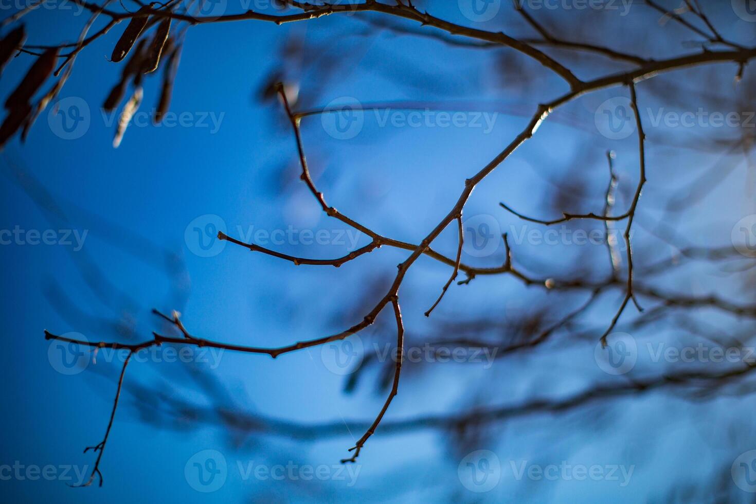 Close Up of Bare Tree Branches and Stems in Winter photo