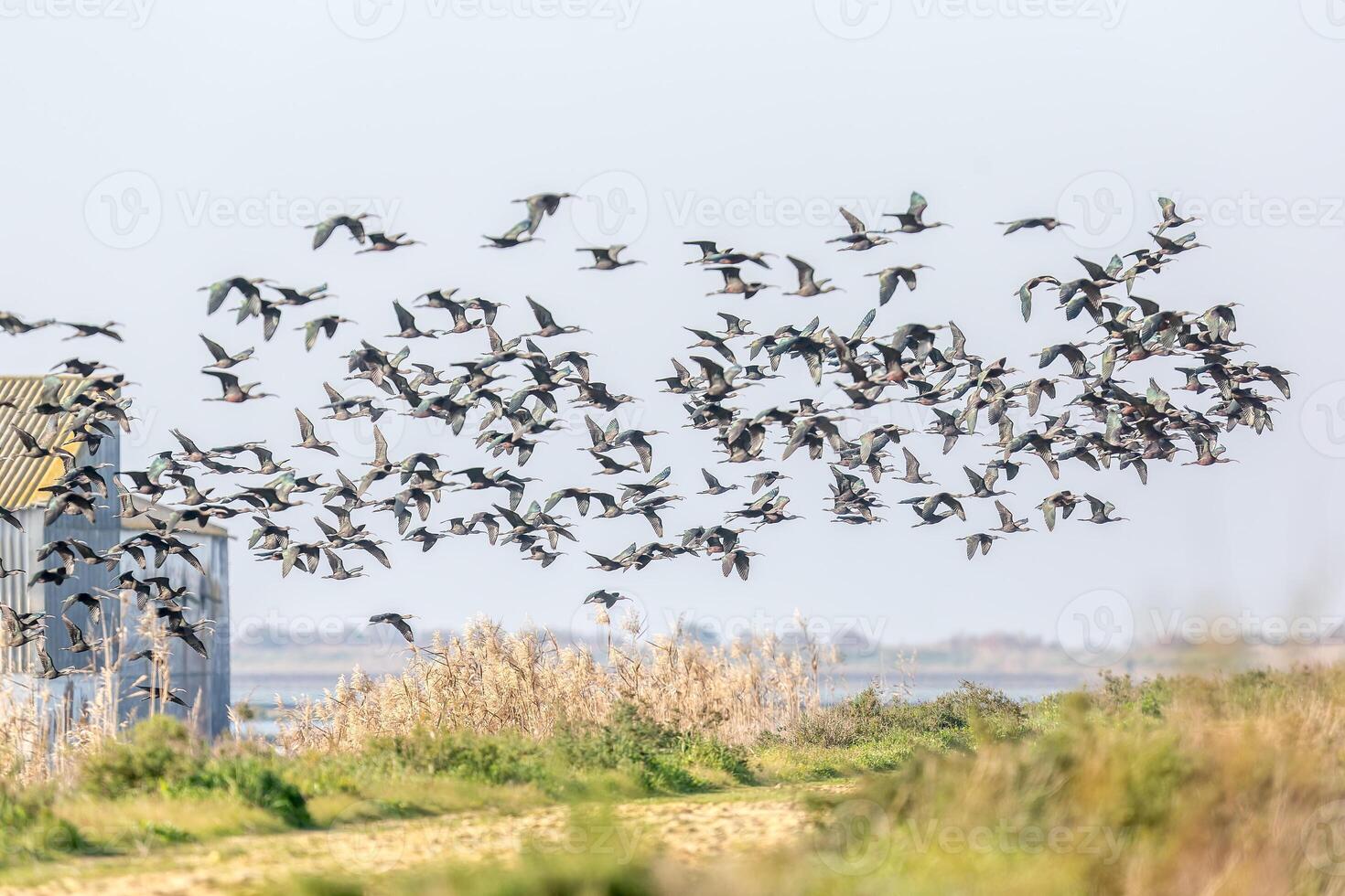 Flock Of Glossy Ibis In Flight Over Donana Wetlands, Sevilla, Spain photo