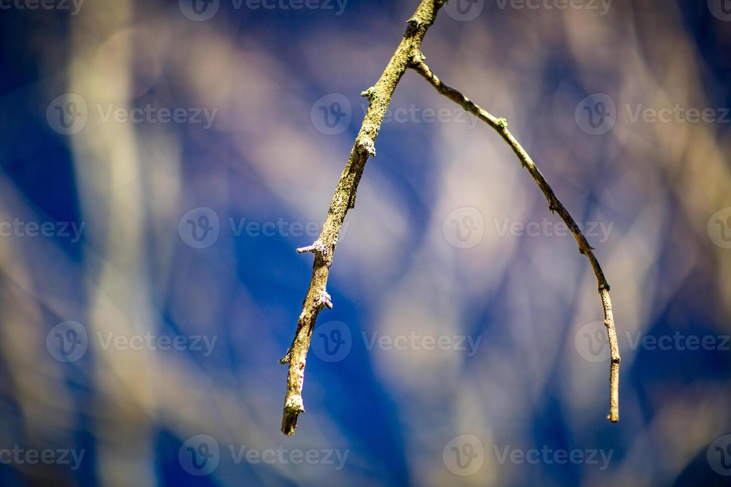 Close Up of Bare Tree Branches and Stems in Winter photo