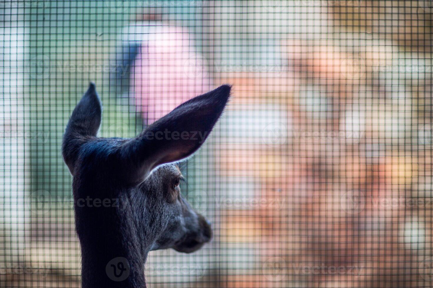 Deer Gazing Through a Window Screen in a Natural Habitat photo