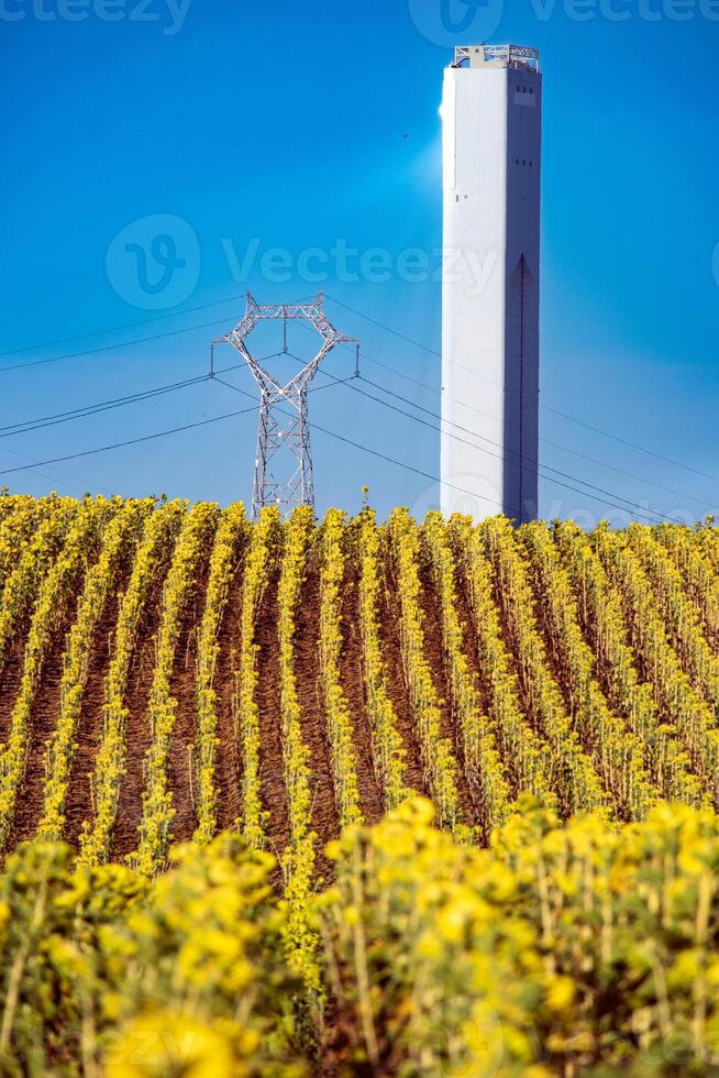 Solar Thermal Plant and Power Lines in Sunflower Field photo