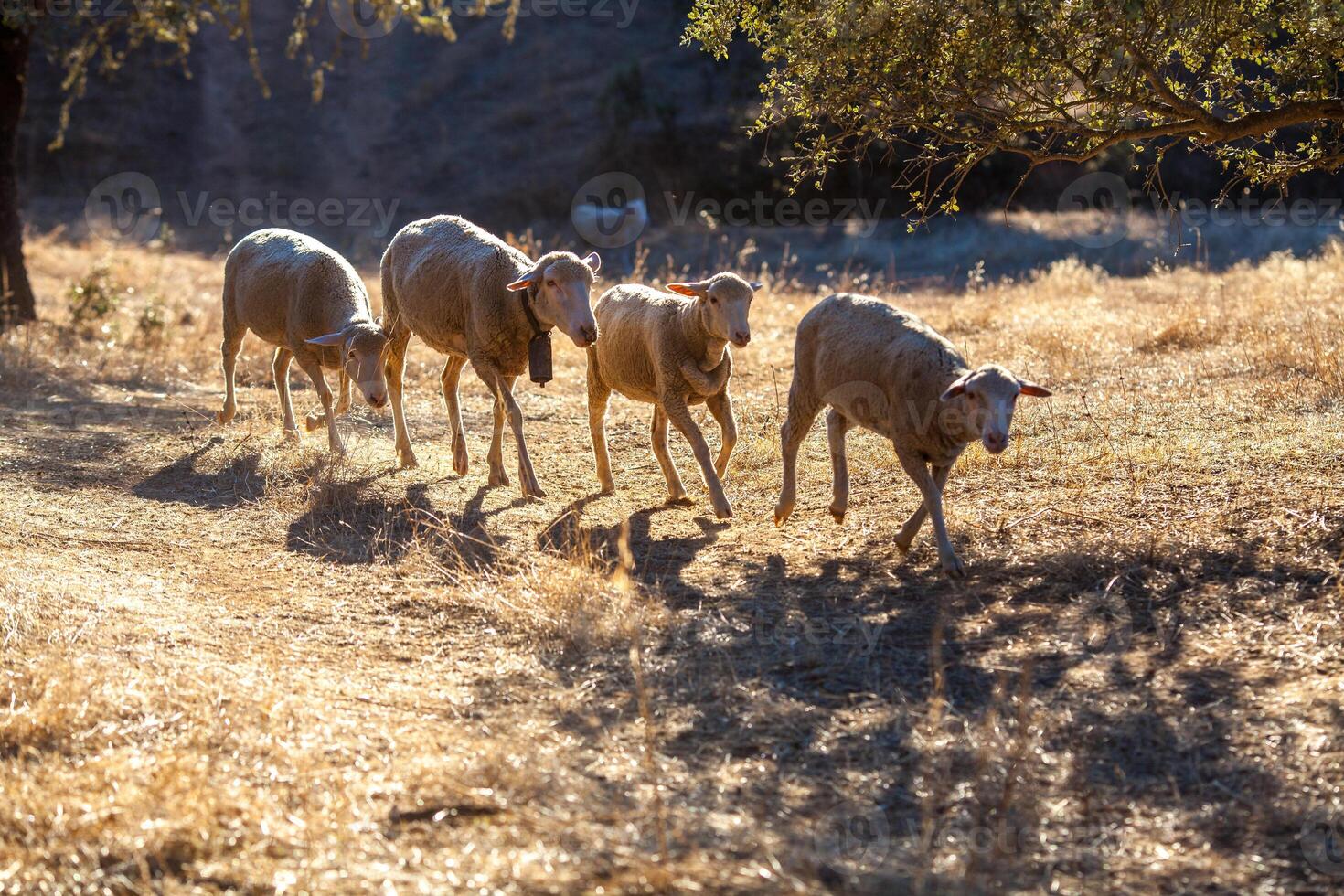 Sheep Grazing Freely in the Dehesa, Sierra De Cordoba, Andalusia, Spain photo