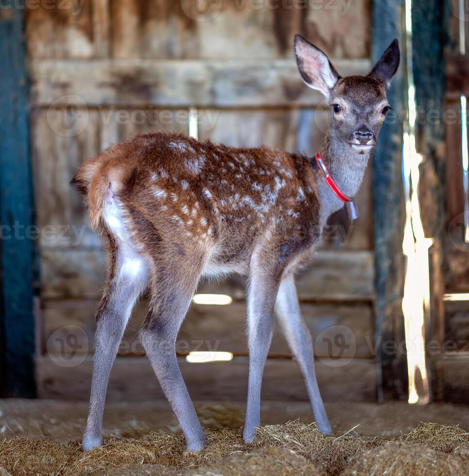 Close up of a Fawn in a Rustic Barn Setting photo