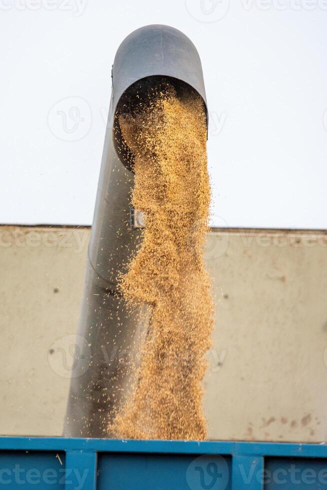 Harvested Rice Grains Unloaded From Combine To Trailer In Sevilla photo