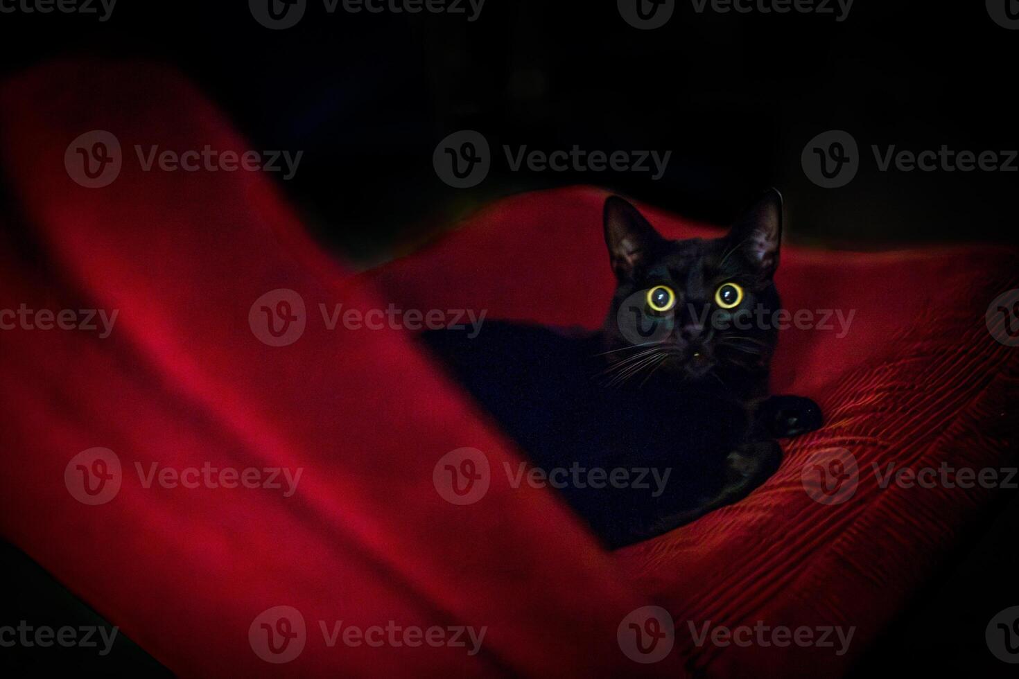 Black Cat With Glowing Eyes on Red Armchair in Dim Light photo