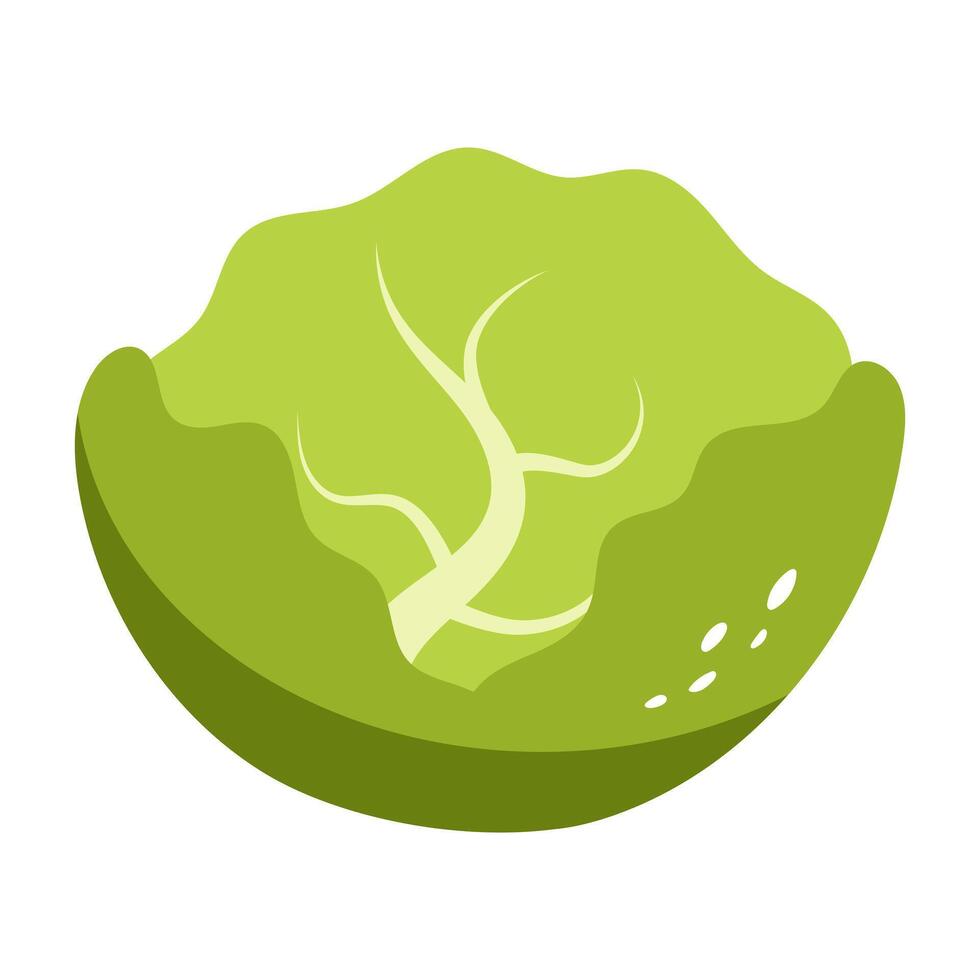 White cabbage. illustration. vector