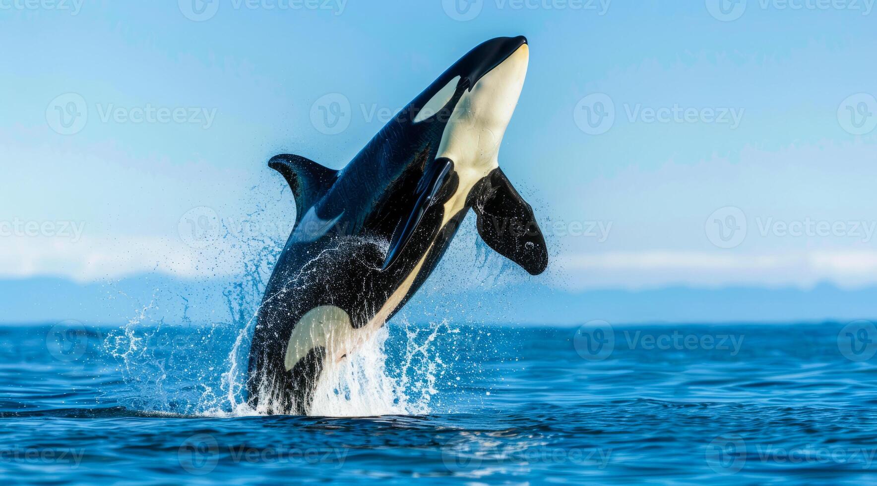 A large orca whale is leaping out of the water. Concept of animal conservation and grace photo