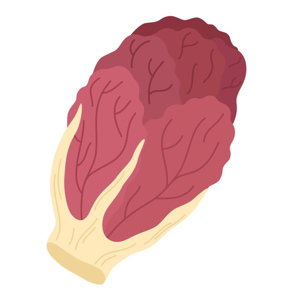 Red-leaf chicory head. Fresh radicchio icon. Endive vegetable. Raw food plant with magenta leaves. Flat illustration of natural veggie isolated on white background vector