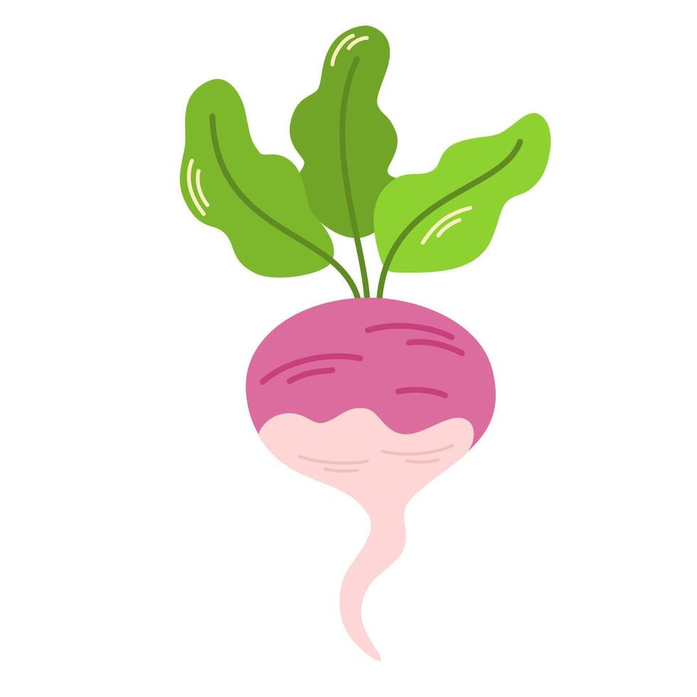 Pink radish tuber with tops. Fresh raw vegetable with leaves. Root veggie icon. Flat illustration of organic natural food isolated on white background vector