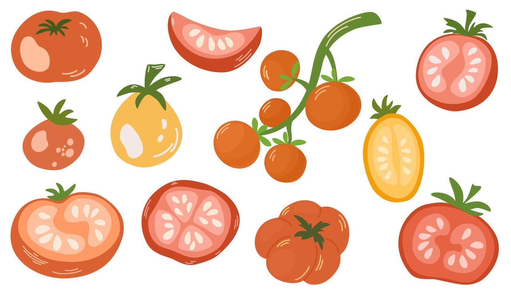 Fresh whole tomato vegetables and their cut half pieces of different color. Red, green and yellow veggies composition. Healthy natural food. Flat illustration isolated on white background vector