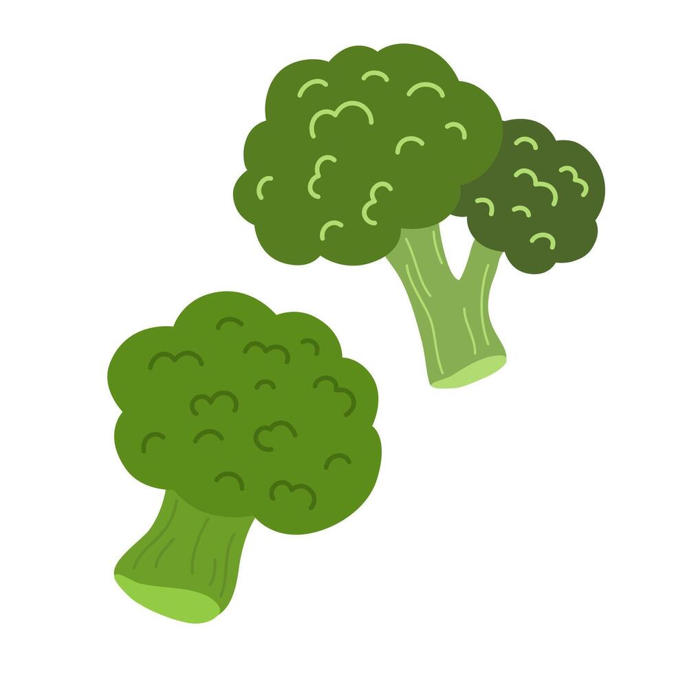 Fresh raw broccoli stalks. Green food plant. Healthy vegetable composition. Colored flat illustration of natural veggie isolated on white background vector