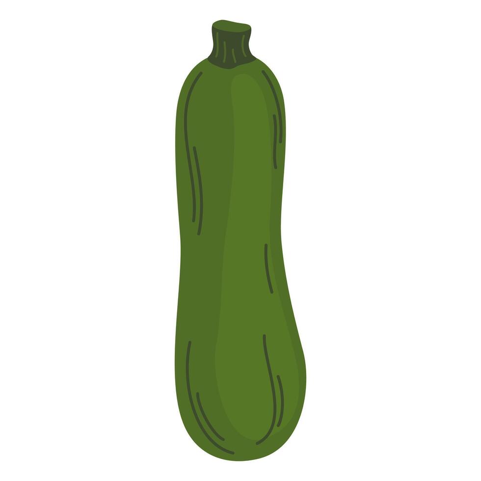 Green zucchini vegetable. Fresh whole courgette icon. Raw squash veggie. Healthy vegetarian food. Flat illustration of zuchini isolated on white background vector