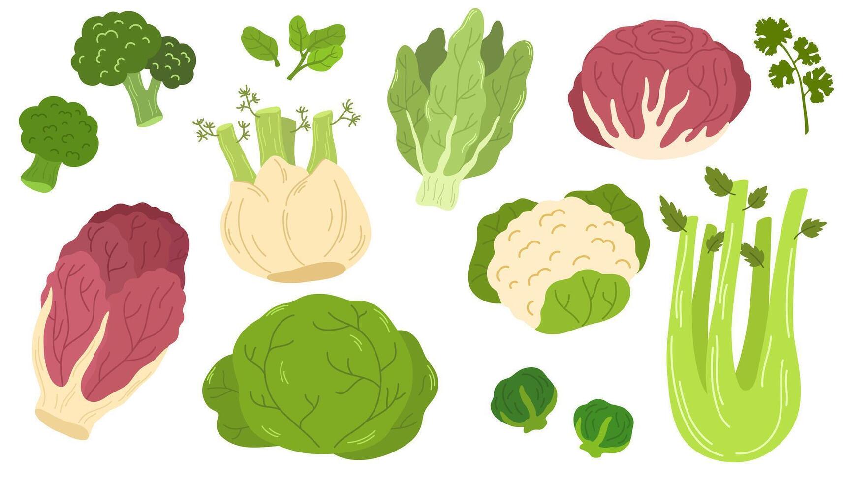 Raw organic farm vegetables set. Red and Chinese cabbages, lettuce, broccoli, Brussels sprout, cauliflower and celery. Flat illustration of healthy natural food isolated on white background vector