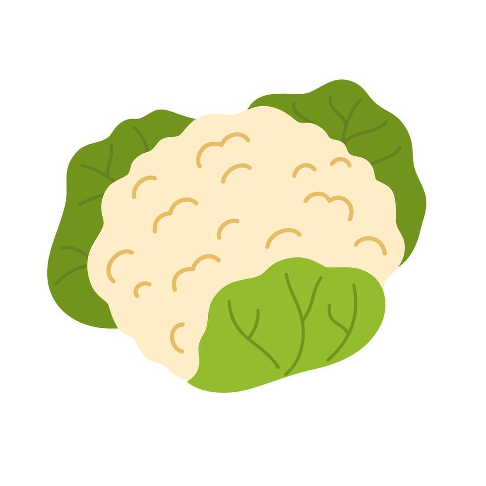 Fresh raw cauliflower with leaf. Healthy food plant. Icon of vegetable with leaves. Colored flat illustration of veggie isolated on white background vector