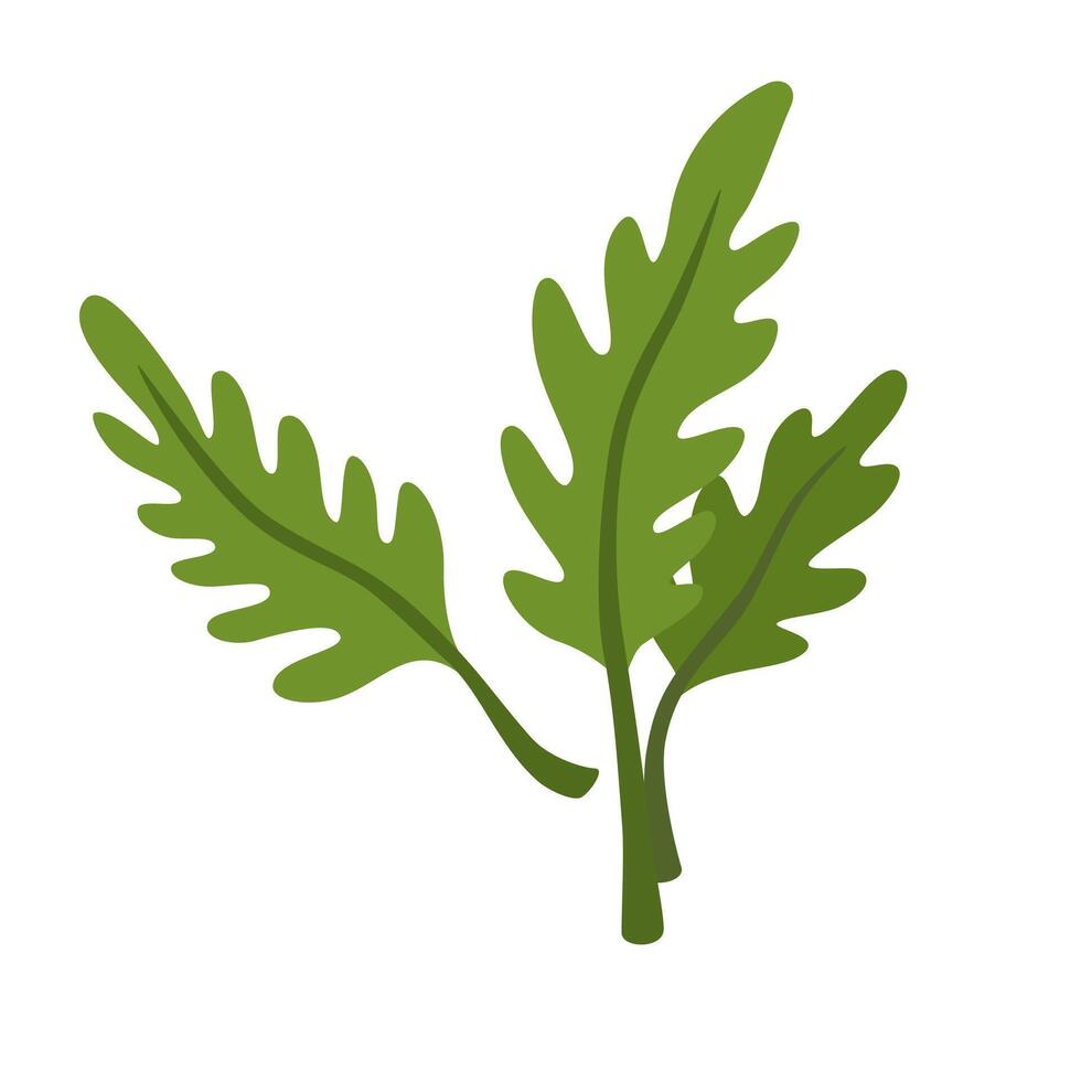 Arugula leaves composition. Green leaf of rucola. Fresh garden rocket. Natural organic food. Eruca seasoning. Flat illustration of healthy herb isolated on white background vector