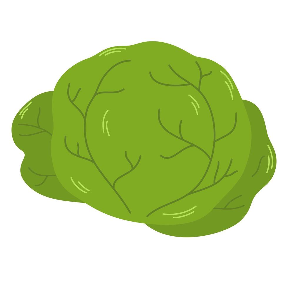 Fresh whole cabbage with green leaves. Head of raw leafy kale. Icon of natural organic vegetable. Flat illustration of veggie ingredient isolated on white background vector