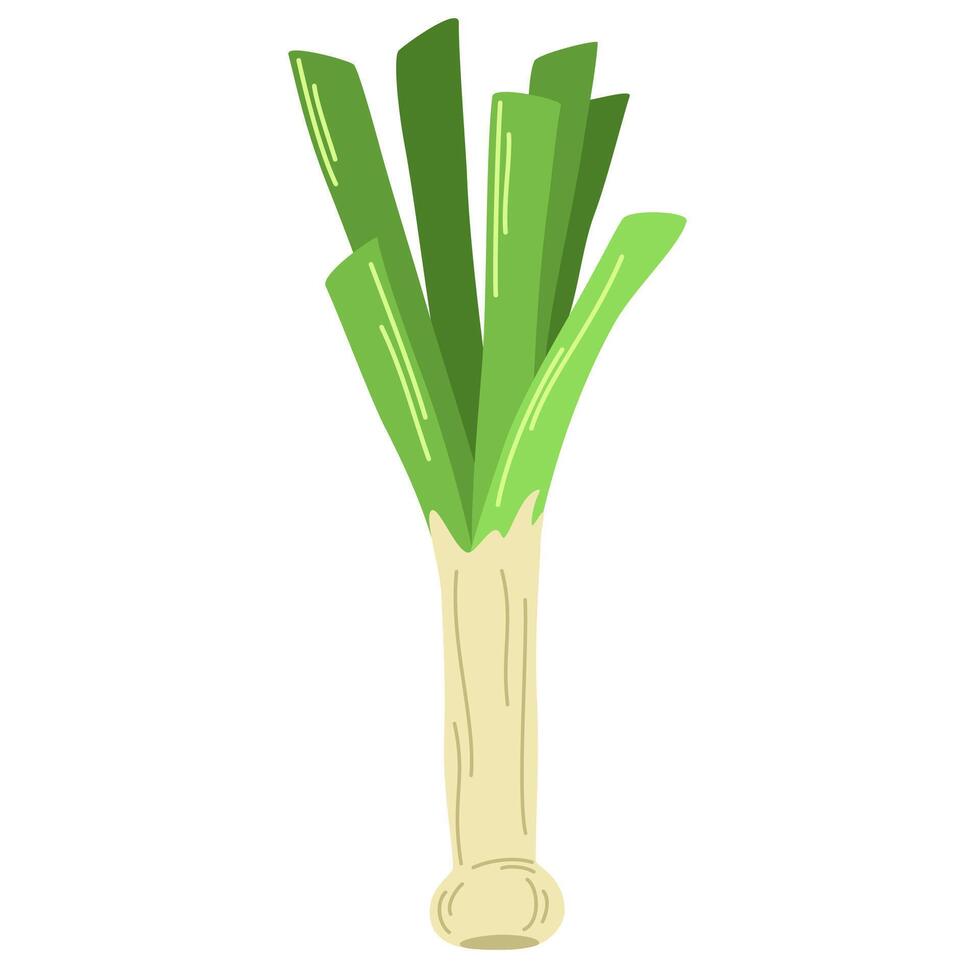 Green leek stalk. Icon of raw fresh vegetable. Food plant with stem and leaf. Colored flat illustration of natural veggie isolated on white background vector