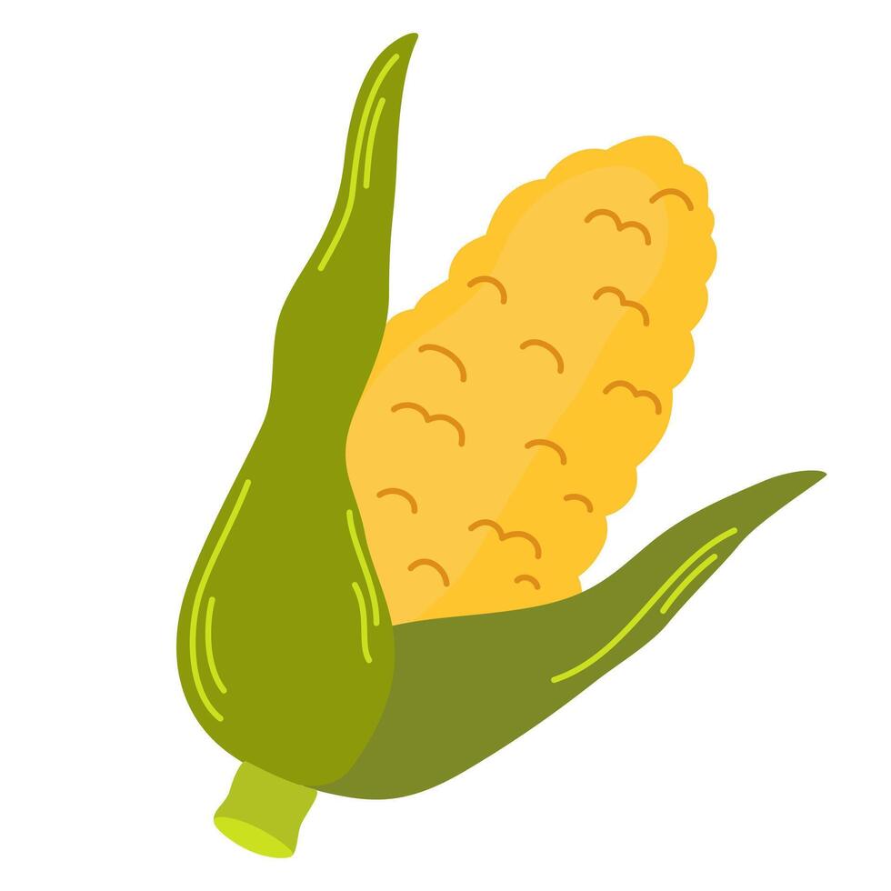 Yellow corn cob with leaves. Sweet maize in husk. Ripe corncob with leaf. Fresh cereal vegetable. Raw veggie. Colored flat illustration of sweetcorn isolated on white background vector
