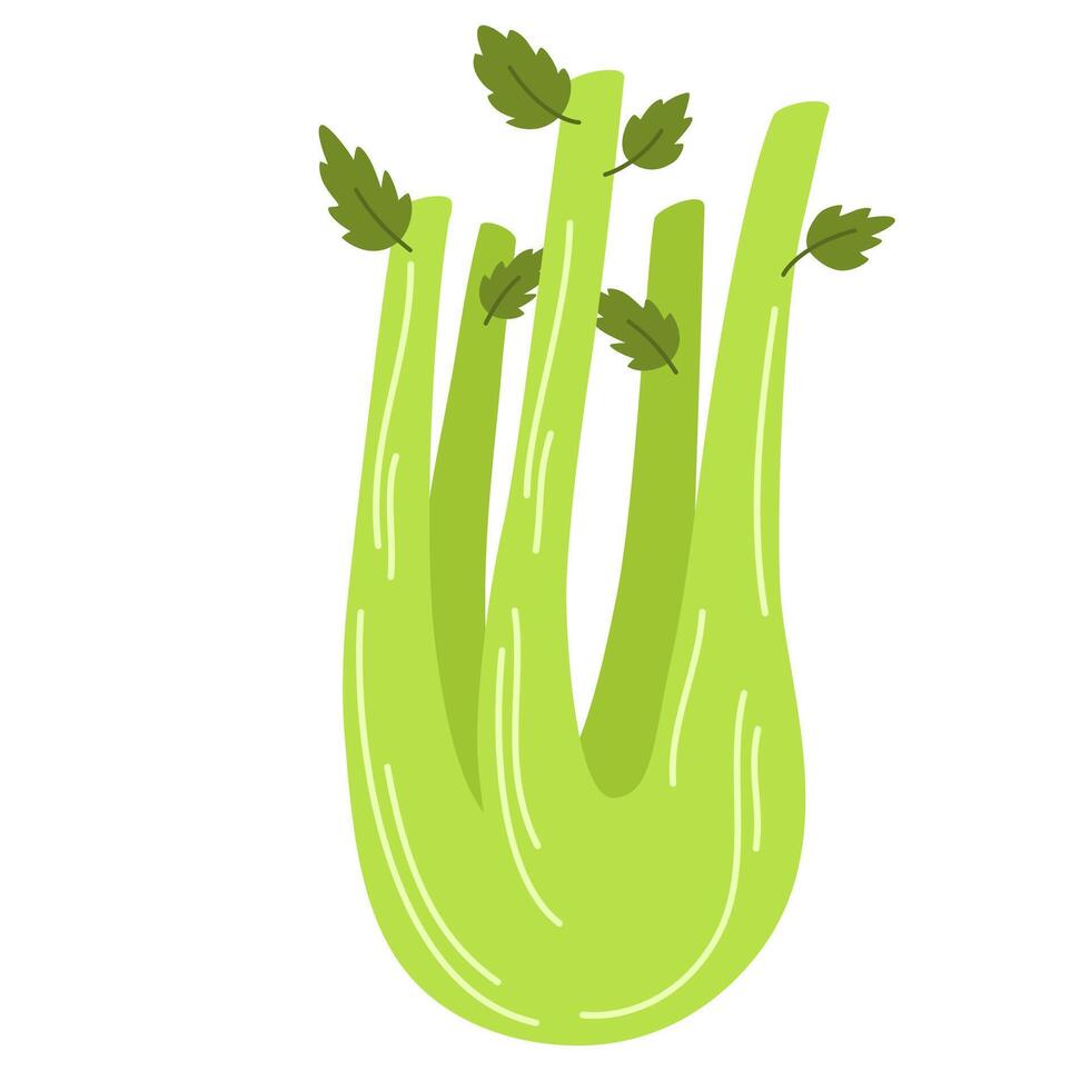 Bunch of fresh celery stalks with leaf. Raw green vegetable. Crunchy healthy snack. Flat illustration of vegetarian superfood isolated on white vector