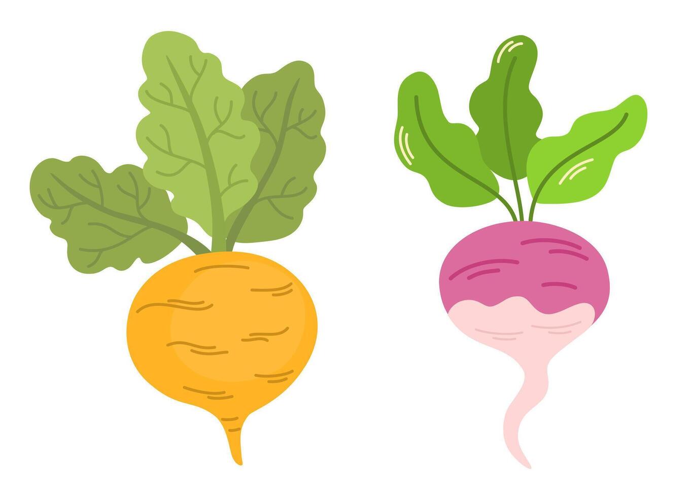 Fresh raw purple turnip, swede and rutabaga. Whole tubers of organic root vegetables with leaves. Healthy farm food. Natural seasonal veggies. Flat illustration isolated on white background vector