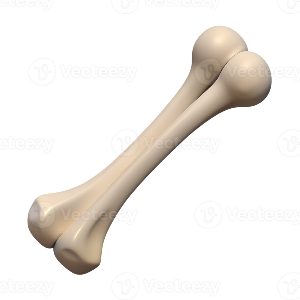Human femur bone structure 3d icon on the transparent background png