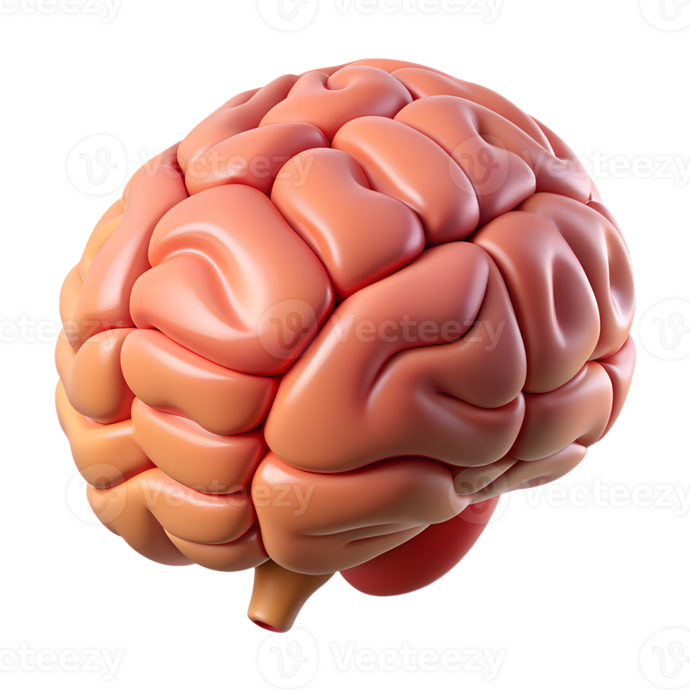 Human brain hemispheres organ structure 3d icon on the transparent background png