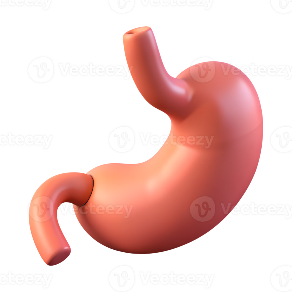 Human stomach organ structure 3d icon on the transparent background png