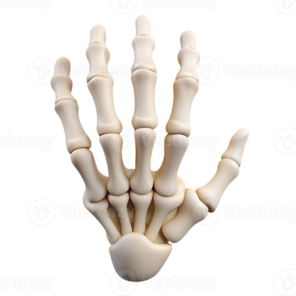Human hand bones structure 3d icon on the transparent background png