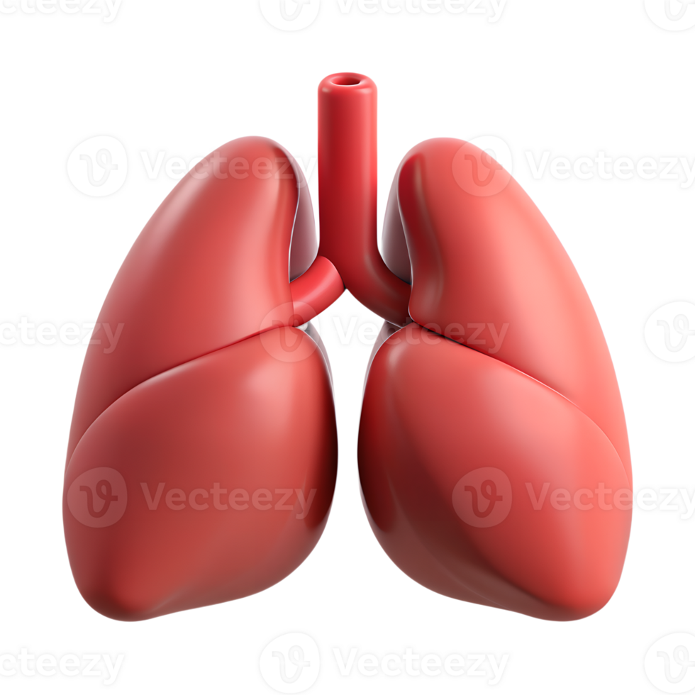 Human internal lungs organ structure 3d icon on the transparent background png