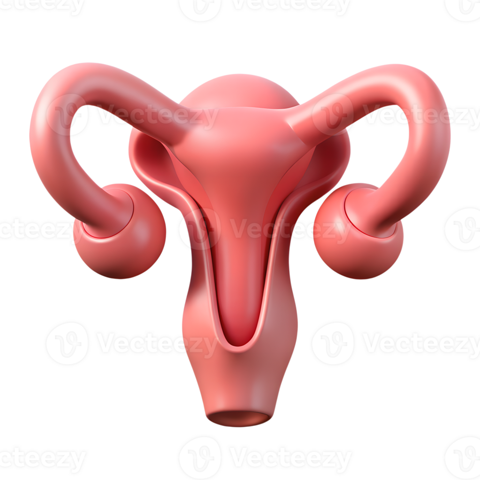 Human internal uterus organ structure 3d icon on the transparent background png