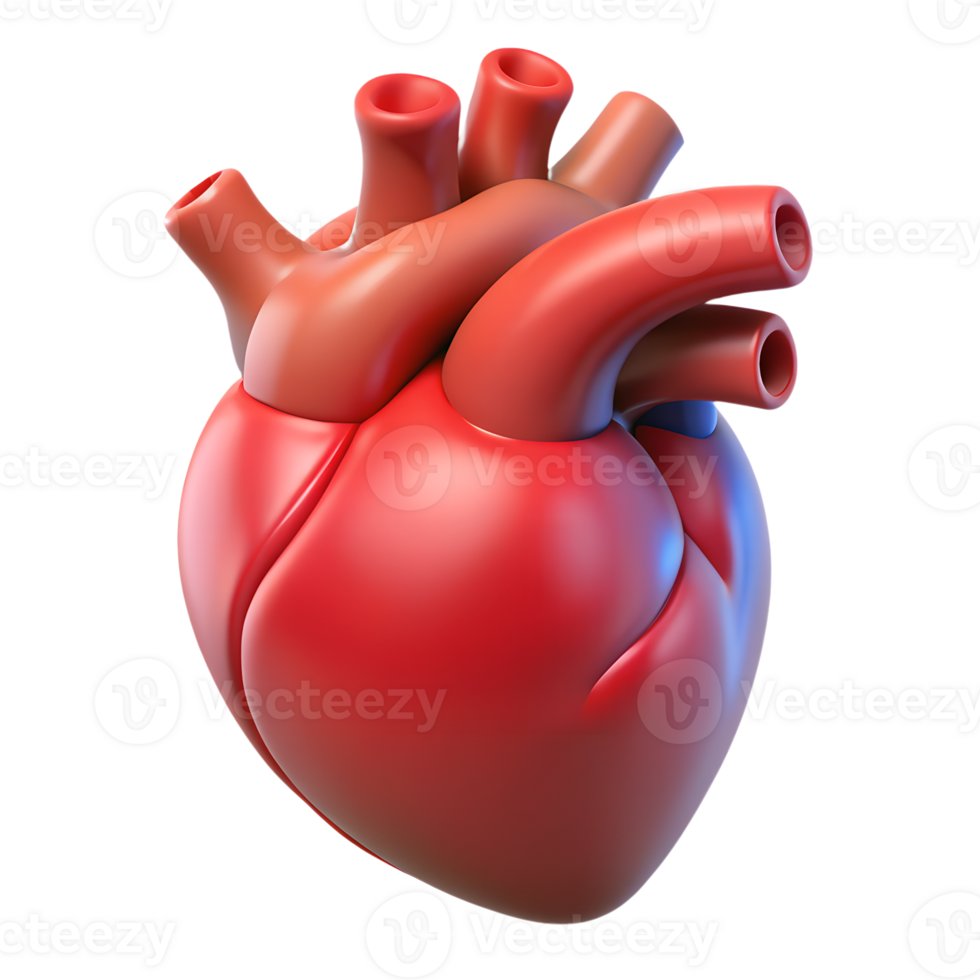 Human heart organ with blood vessels structure 3d icon on the transparent background png
