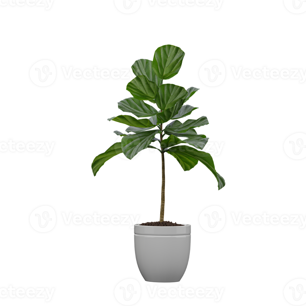 3d rendering of Fiddle-leaf fig Plant in pot png