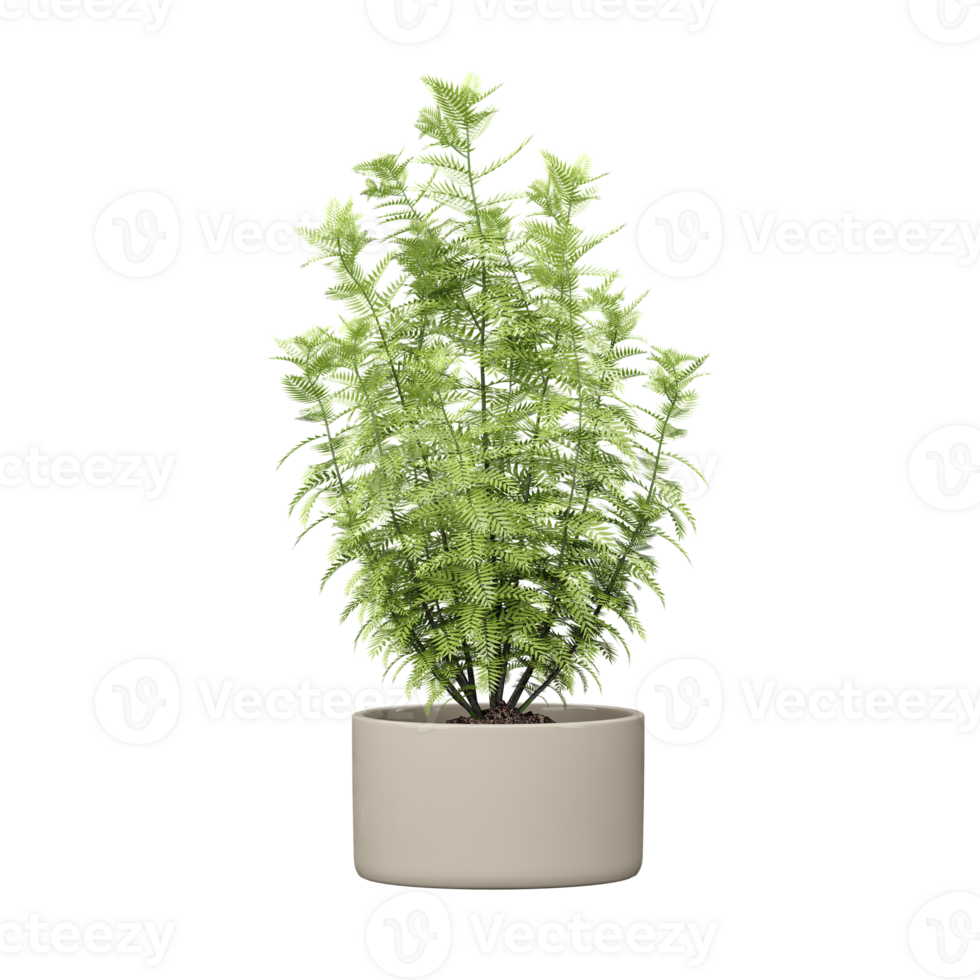 3d rendering of Fern isolated on transparent Canvas png