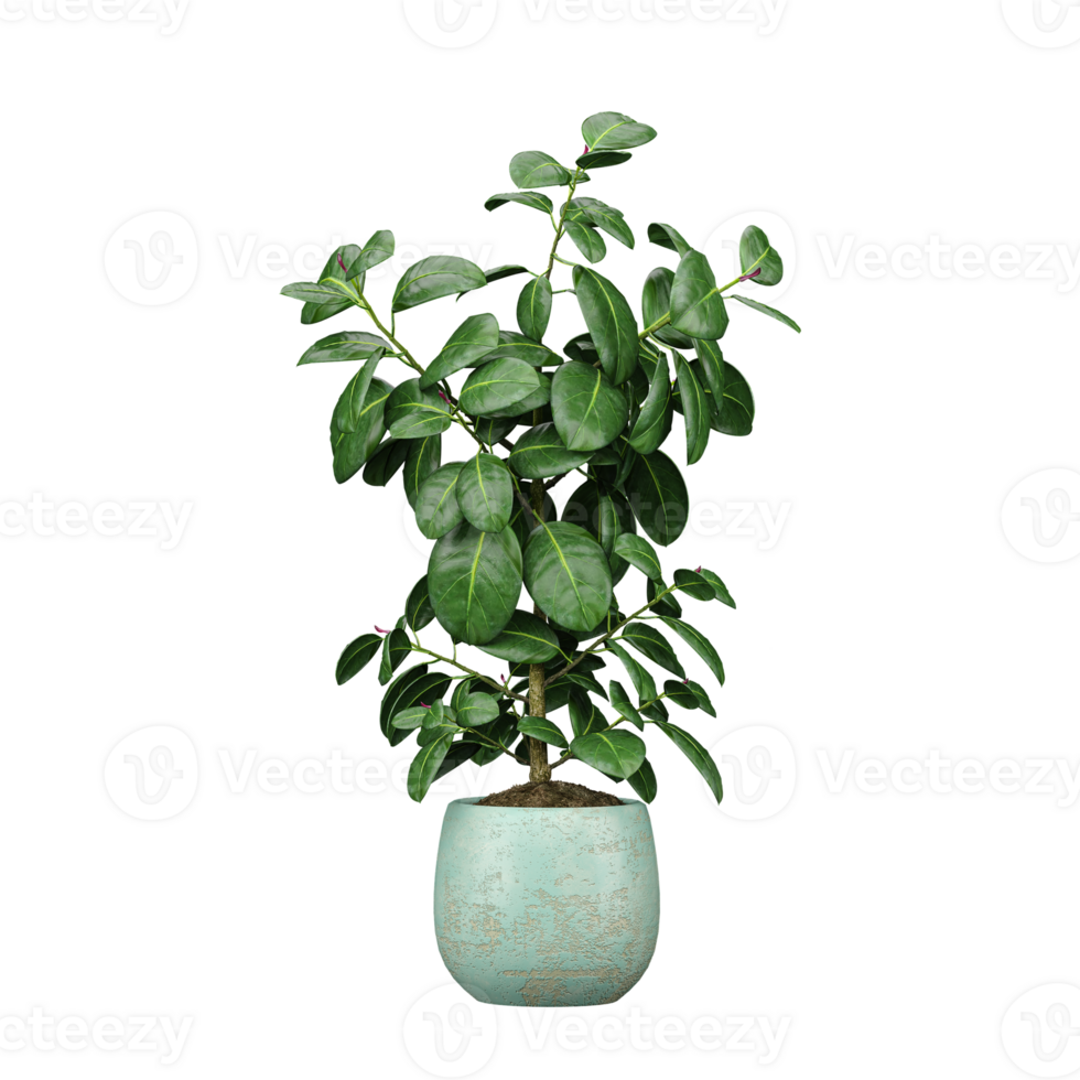 3d rendering of Rubber fig tree isolated on transparent Canvas png