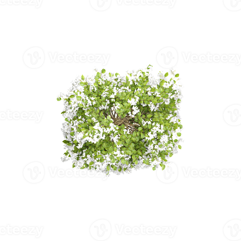 Jasmine flower plant from top view png