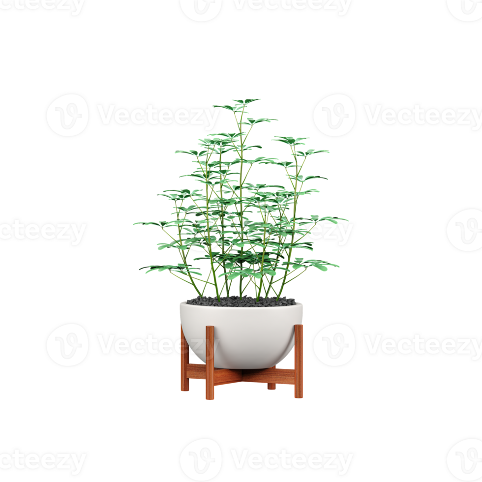 3d rendering of Polyscias fruticosa in pot isolated on transparent Canvas png