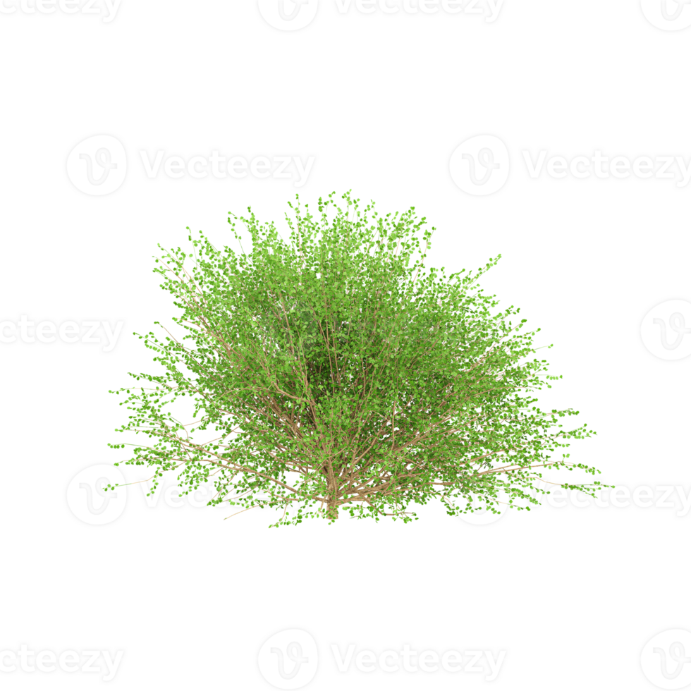 set of Betula nana tree on canvas png