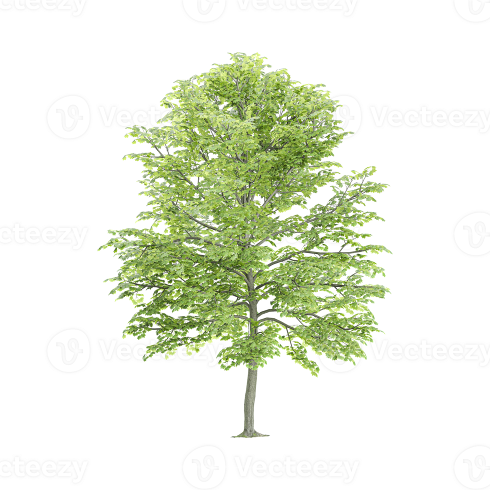 Beech Tree collection with realistic style 47398660 PNG