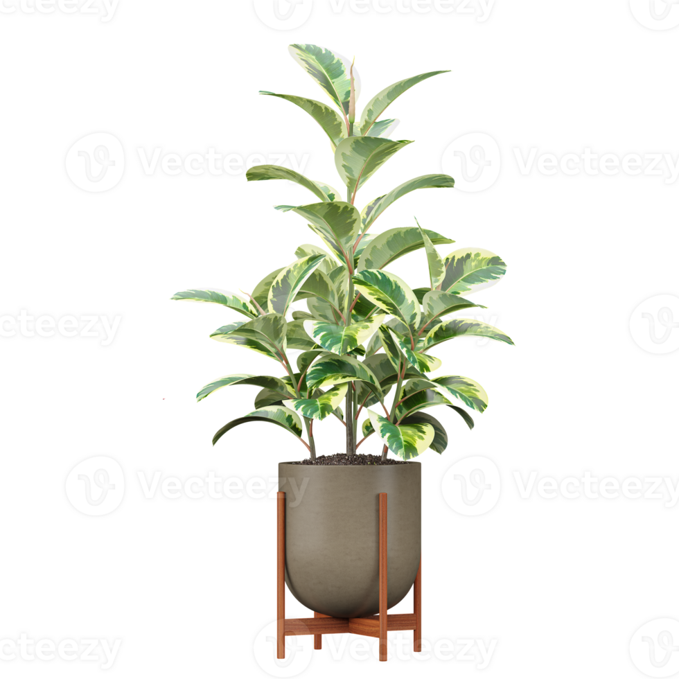 3d rendering of Rubber fig in pot isolated on transparent Canvas png
