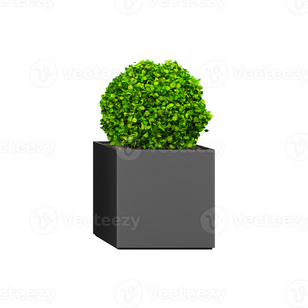 Common box Plants in pot on isolated Canvas png