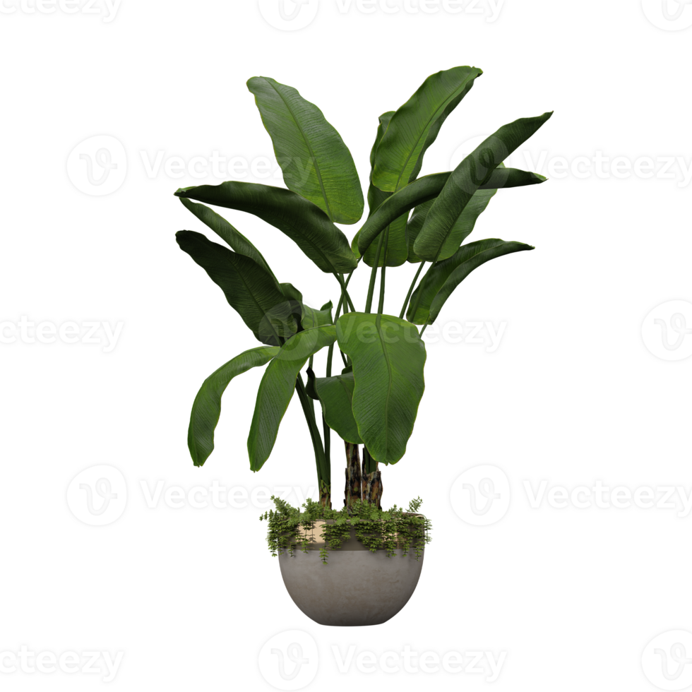 3d rendering of Banana palm in pot on isolated Canvas png