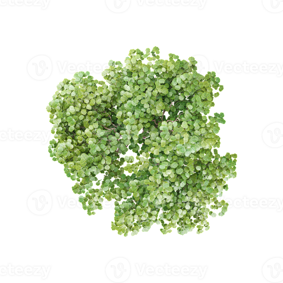 Top view of Nature object tree isolated png
